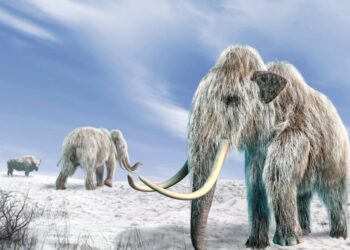 The Woolly Mammoth’s Comeback Is Taking Longer Than Expected