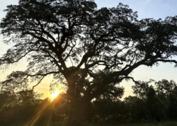 ‘It’s very rare to have a witness tree’: Arborists try to save tree that dates to 50 years before Revolutionary War