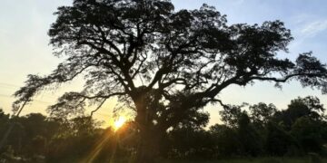 ‘It’s very rare to have a witness tree’: Arborists try to save tree that dates to 50 years before Revolutionary War