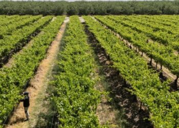 Extreme weather has cost California farmers over $800 million this year  