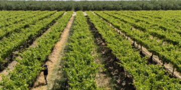 Extreme weather has cost California farmers over $800 million this year  