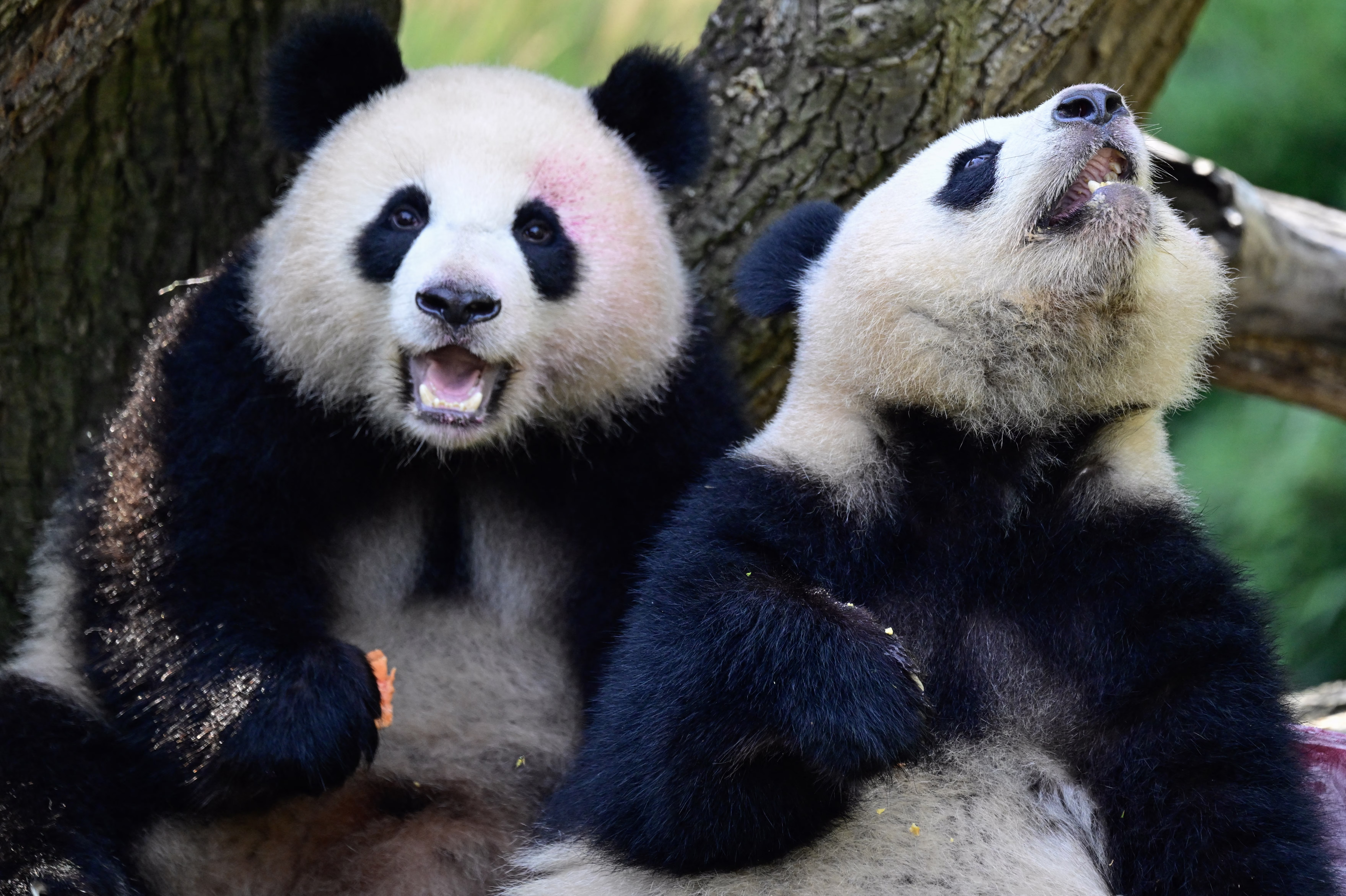 Two giant pandas sit side-by-side in a zoo enclosure, eating vegetables.