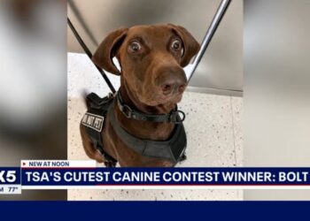 Fox News Anchor Literally Cries Laughing On-Air Over ‘Cutest’ Dog Report