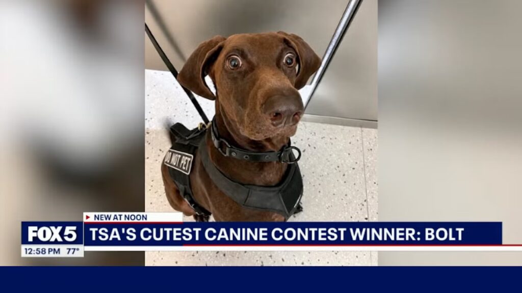 Fox News Anchor Literally Cries Laughing On-Air Over ‘Cutest’ Dog Report