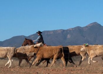 Trump’s Bad Bet on Beef