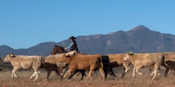 Trump’s Bad Bet on Beef