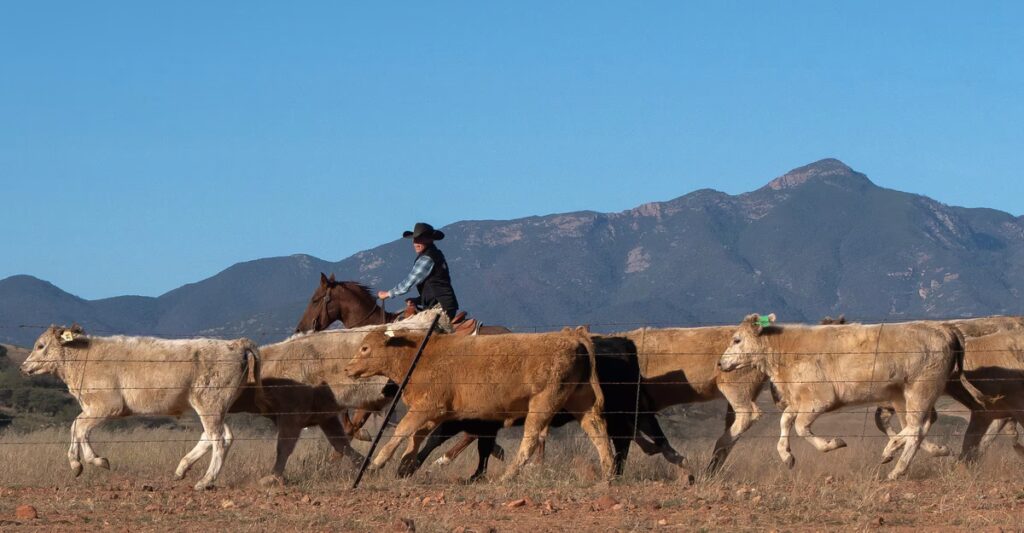 Trump’s Bad Bet on Beef