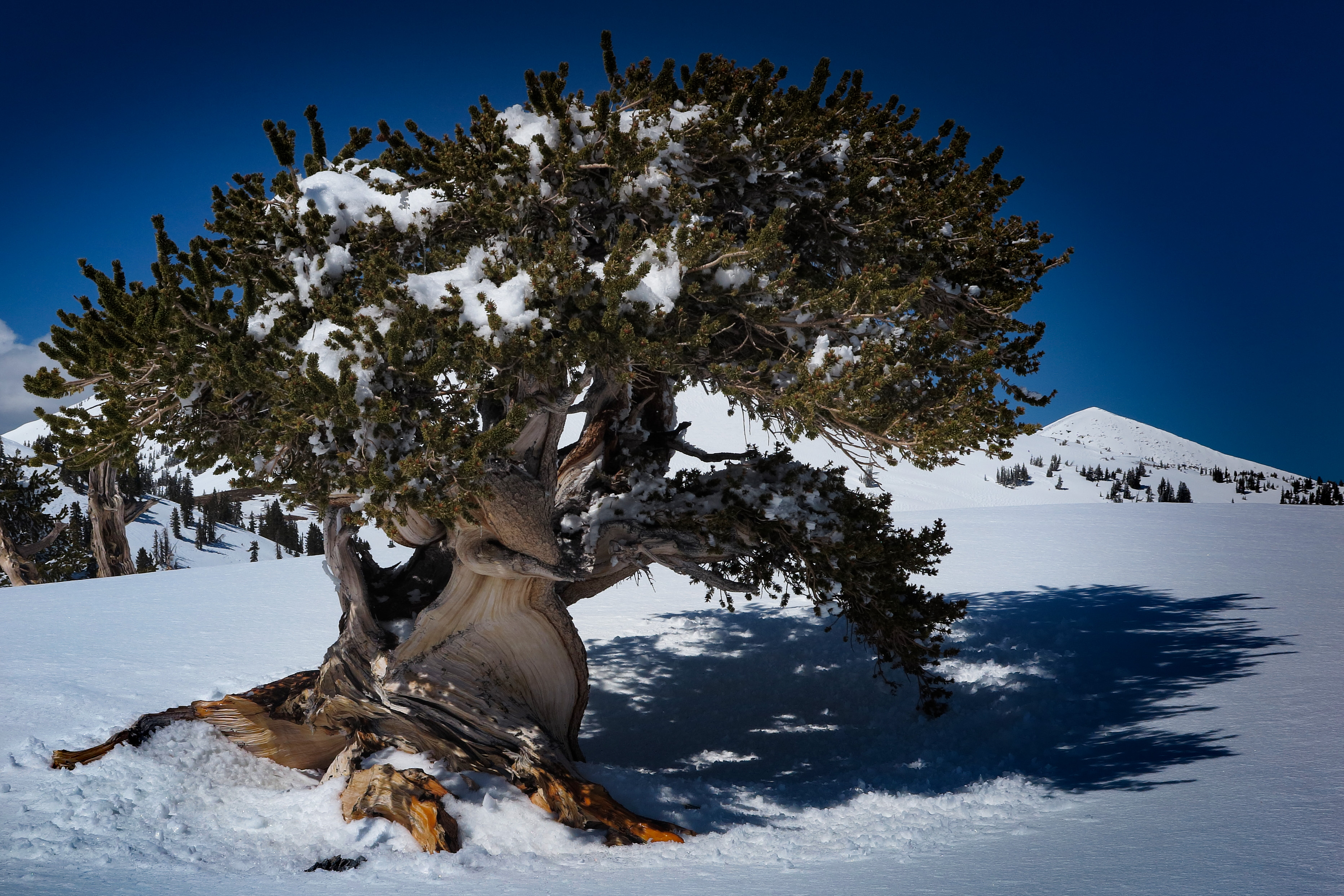 A bristlecone tree