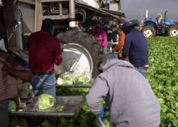 With Shoppers Wary of Illness, Farmers Destroy Millions of Heads of Lettuce