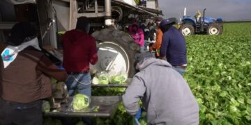 With Shoppers Wary of Illness, Farmers Destroy Millions of Heads of Lettuce