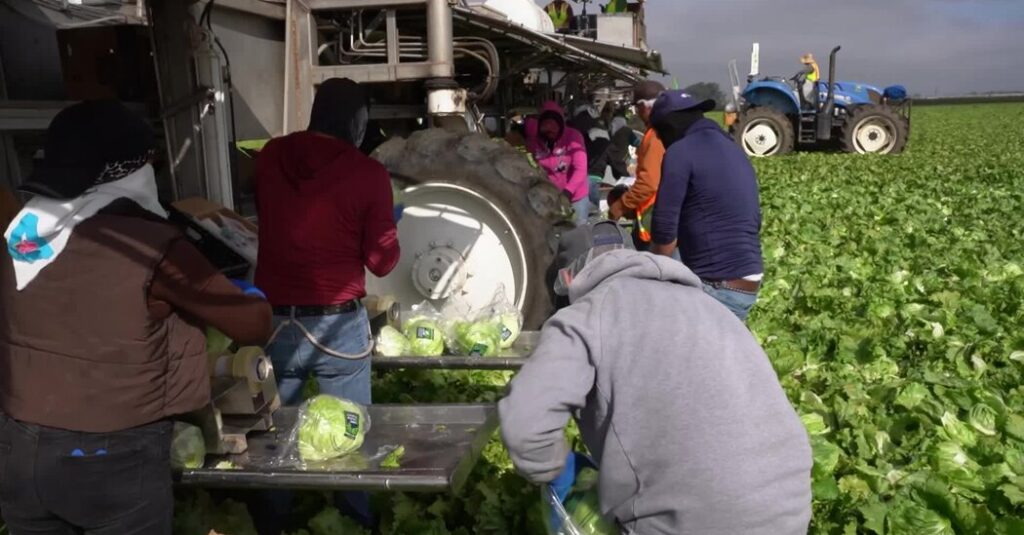 With Shoppers Wary of Illness, Farmers Destroy Millions of Heads of Lettuce