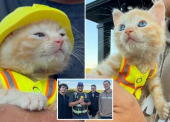 Kitten goes viral for getting rescued by construction workers — now dons her own vest and hard hat