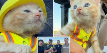 Kitten goes viral for getting rescued by construction workers — now dons her own vest and hard hat