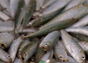 Scientists investigate if a herpes virus is behind the mass deaths of sardines off South Africa