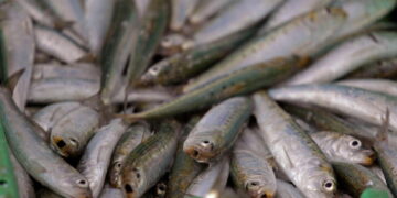 Scientists investigate if a herpes virus is behind the mass deaths of sardines off South Africa