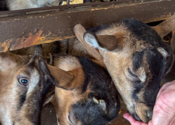 Four Baby Goats From Traveling Petting Zoo Test Positive for Rabies