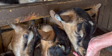 Four Baby Goats From a Traveling Petting Zoo Test Positive for Rabies