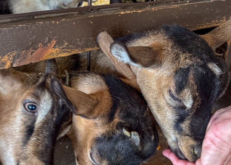 Four Baby Goats From a Traveling Petting Zoo Test Positive for Rabies