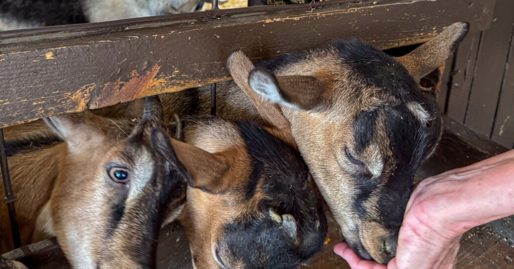 Four Baby Goats From a Traveling Petting Zoo Test Positive for Rabies