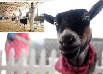 North Carolina warns petting zoo visitors of rabies exposure after baby goats test positive