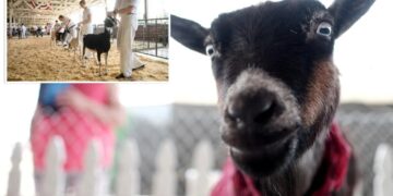 North Carolina warns petting zoo visitors of rabies exposure after baby goats test positive