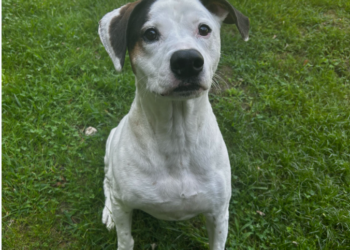 She tearfully surrendered her dog to a shelter. Then strangers stepped in.