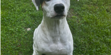 She tearfully surrendered her dog to a shelter. Then strangers stepped in.