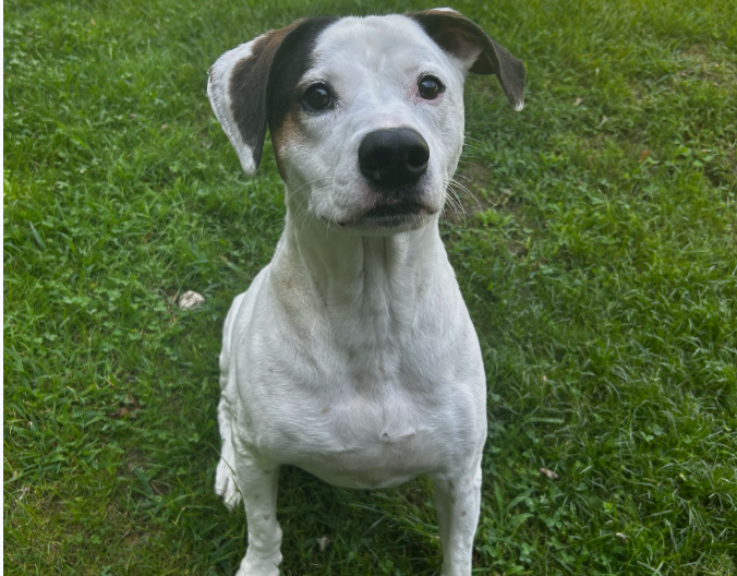 She tearfully surrendered her dog to a shelter. Then strangers stepped in.