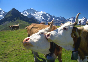 The best of Alpine Europe, according to Rick Steves