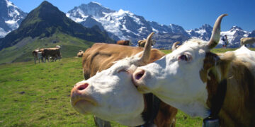 The best of Alpine Europe, according to Rick Steves