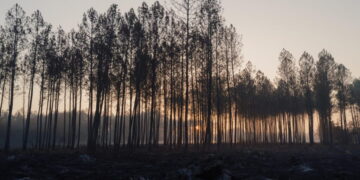 France’s wildfire nightmare echoes California’s hard lessons on building in the woods