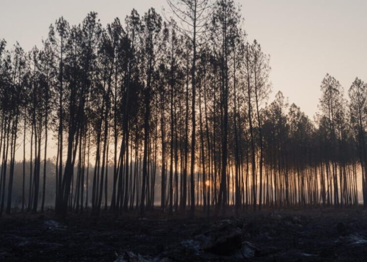 France’s wildfire nightmare echoes California’s hard lessons on building in the woods