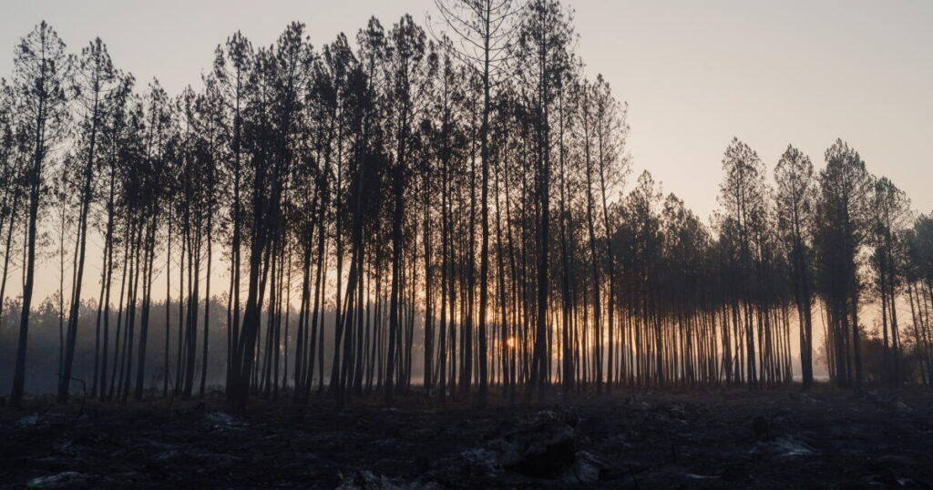 France’s wildfire nightmare echoes California’s hard lessons on building in the woods
