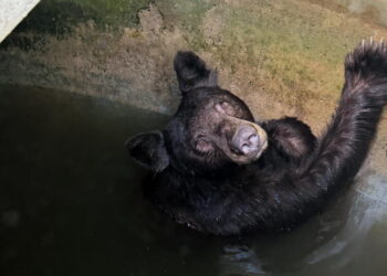 Bear family rescued from large water tank in La Verne during heat wave