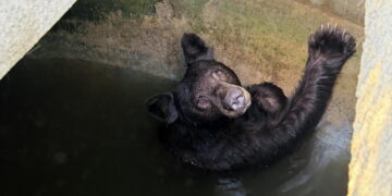 Bear family rescued from large water tank in La Verne during heat wave