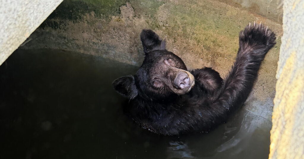 Bear family rescued from large water tank in La Verne during heat wave