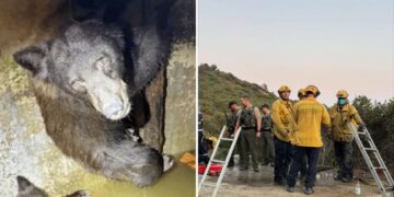 Mother bear and three cubs found trapped in bizarre spot in California