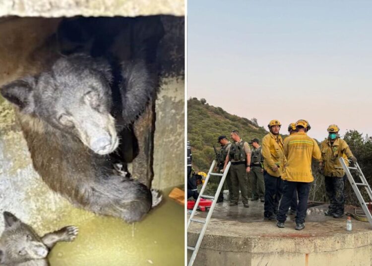 Mother bear and three cubs found trapped in bizarre spot in California