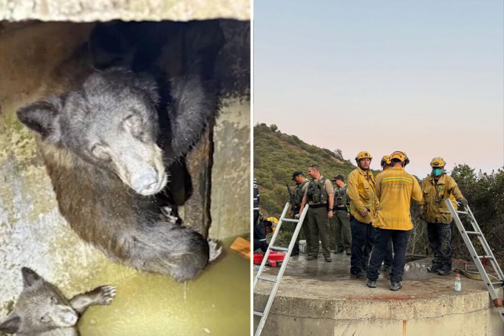 Mother bear and three cubs found trapped in bizarre spot in California
