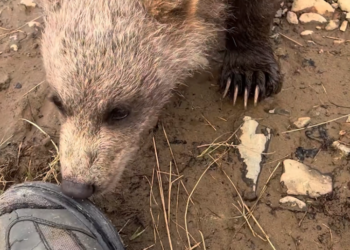 When a Bear Cub Decides Your Boot Is an Appetizer