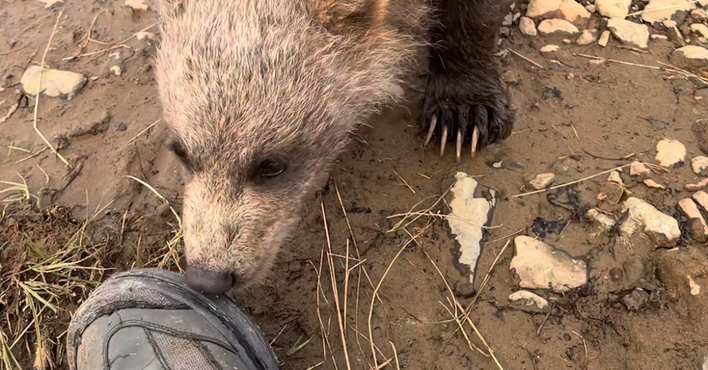 When a Bear Cub Decides Your Boot Is an Appetizer