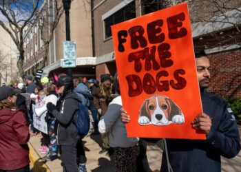 New Yorkers taking stand against cruel animal testing with march across Empire State