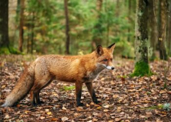 Fox that may be infected with rabies is roaming this NYC borough, officials warn