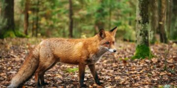 Fox that may be infected with rabies is roaming this NYC borough, officials warn