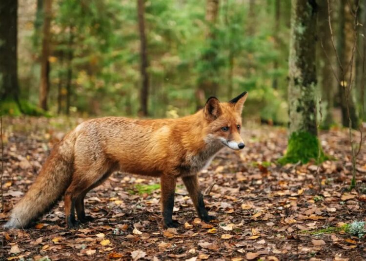 Fox that may be infected with rabies is roaming this NYC borough, officials warn