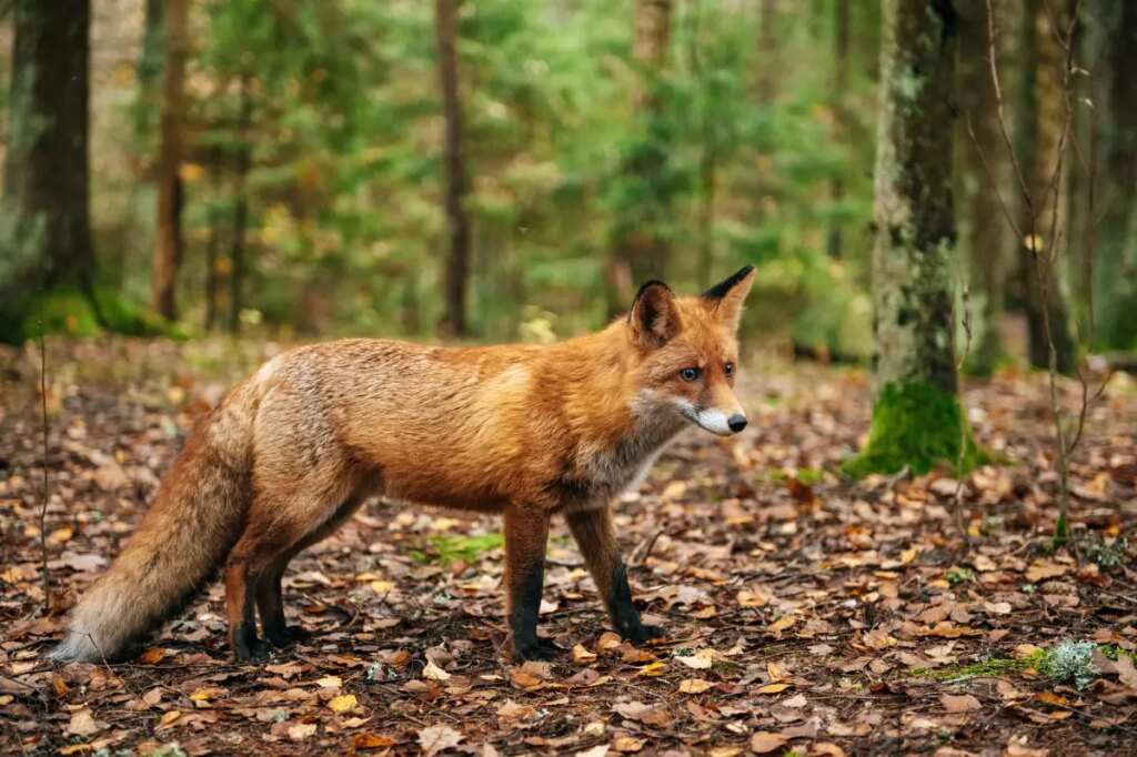Fox that may be infected with rabies is roaming this NYC borough, officials warn