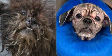 2 abandoned dogs rescued from squalid NYC basement:  ‘We don’t know how they survived this long’
