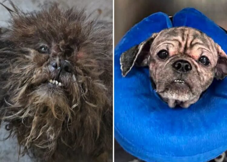 2 abandoned dogs rescued from squalid NYC basement:  ‘We don’t know how they survived this long’