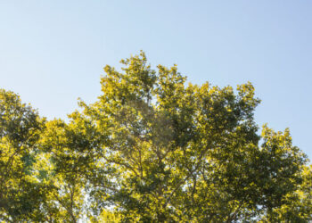 A Developer Wants to Knock Down a Big Tree. Neighbors Are Rebelling.