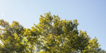 A Developer Wants to Knock Down a Big Tree. Neighbors Are Rebelling.